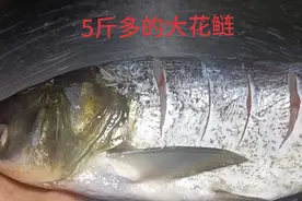 5斤多的大花鲢，大厨教你做家常焖花鲢，肉质鲜嫩入味，做法简单视频封面