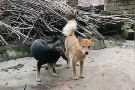 狗狗被剃光一个月，身上的毛终于长出来了，尾巴上的毛像一把扇子视频封面