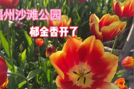 选对时间去福州沙滩公园，惊喜不止一点点，郁金香都去看过了吗视频封面