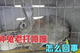 家兔打喷嚏，呼喽呼喽喘气，是怎么回事？其实不用怕视频封面