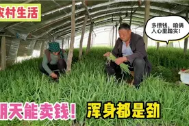 农村老夫妻割韭菜去卖钱干劲足，蹲在地里忙了一天，割了二百多斤视频封面