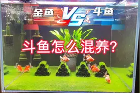 斗鱼怎么混养呢？可以和金鱼混养吗？想不到斗鱼世界也是看脸的！
