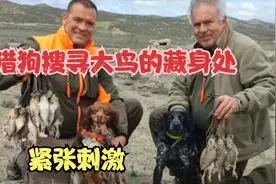 猎狗精准定位藏在草里的大鸟，外加猎人精准的枪法，紧张又刺激！视频封面