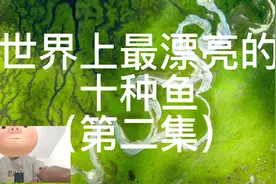 世界上最漂亮的十种鱼，你见过几种。（第二集）