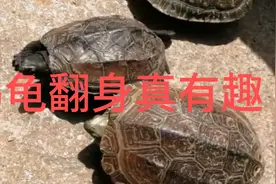 自己家养的四只乌龟，放池塘一只，剩下三只拿广场让朋友玩赏视频封面