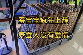 为蚕宝宝打造一片豪华单身公寓视频封面