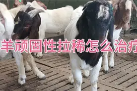 治疗羊顽固性拉稀该用什么药！顽固性拉稀怎么引起的！视频封面