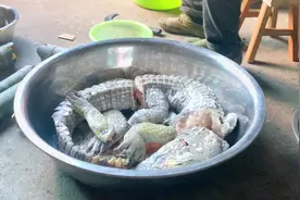 1500块买一条人工养殖鳄鱼，拿来做红烧，味道真的无比霸道视频封面