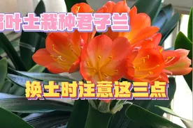 春季君子兰用腐叶土换土养植注意这三点，过夏无忧长势好，视频封面