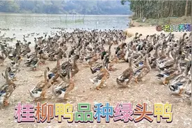 绿头鸭行情不好，饲料还在涨价，有打算养殖鸭子的新手看一下吧！视频封面