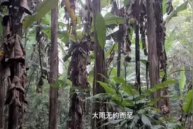 野外生存1000日第22期 芭蕉花🌸真那么好吃？视频封面