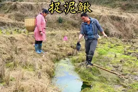 稻田旁边有一个小水塘，泼干水后捉到很多泥鳅视频封面