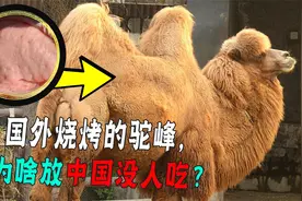 比熊掌还美味的驼峰肉，为什么现在没有人吃？它真的很难吃吗？视频封面