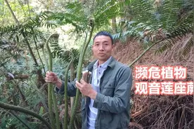 观音莲座蕨（国家二级保护植物），在野外看到不要采挖，你认识吗视频封面