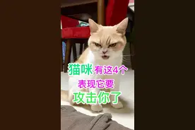 猫咪有这四个表现，表现它要攻击你了视频封面