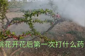 桃花开花后第一次打什么药？视频封面