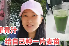 加强版的减肥排毒青汁，主妇在家种麦苗，每天榨一杯，看看怎么做视频封面