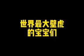 世界最大壁虎的宝宝们视频封面