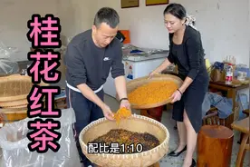 又到了喝桂花红茶的时节，3斤桂花配比出30斤茶叶，这香气太棒了视频封面