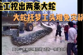 施工挖出两条大蛇，大蛇提前托梦工头难免灾祸视频封面