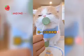 小猫咪吃棒棒糖真可爱！原来小猫咪之间也会互让零食呀……视频封面