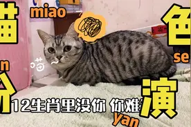 猫咪版12生肖！视频封面