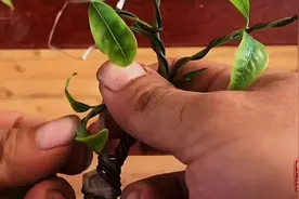 分享金弹子嫁接成活后造型流程步骤，嫩枝拿弯做文人造型视频封面