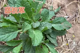 身边的草药（367），荔枝草，清热解毒利尿消肿凉血止血的草药视频封面