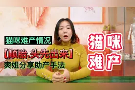 猫咪难产情况，头先出来，怎样帮助猫咪生产！视频封面