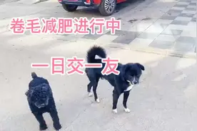 遛狗日常那只狗狗为啥每天在三轮车上呢遛狗看见好奇心拍出来。视频封面