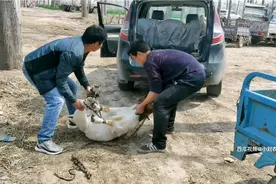 为改良自己的羊群，专车来买波尔山种公羊；107斤2670元，贵吗？视频封面