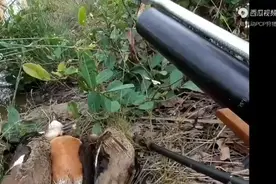 国外PCP狩猎野鸭，消音器太清脆了，请勿模仿视频封面