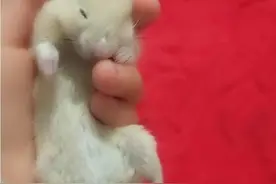 教教我怎么把小仓鼠复活。视频封面