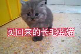 最终选购了长毛蓝猫，系拿破仑基因，昨晚买的这只小公猫年龄50天