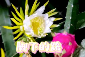 大家好家人们平安喜乐！一起静心听！《脚下的路》希望大家喜欢！