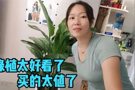 280元买天堂鸟绿植，放客厅太惊艳了，自己的房子越收拾越温馨视频封面