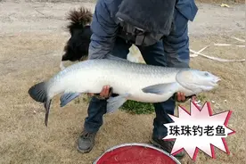 小钩细线钓大青鱼，先来个40多斤的提提神，冬天珠珠底钓老鱼攻略视频封面