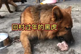 狗狗也要给它们过年！我特地去买了龙骨砍小煮给它们吃视频封面
