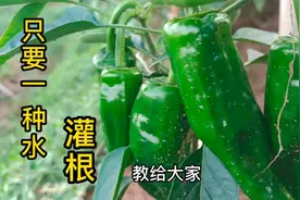 只要一种“水”给辣椒灌根，有效预防病害侵袭，辣椒产量提高。视频封面