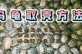 回龟星了的龟怎么留壳呢？有人分享了他的经验视频封面