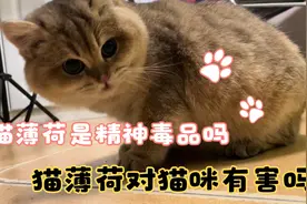 让猫咪产幻满地打滚的“猫薄荷”，对猫咪身体有害吗？视频封面