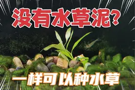 鱼缸里没有水草泥，能不能种水草？当然能！你可以种一些阴性水草视频封面
