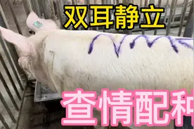 小伙给母猪人工授精全程静立，以往经验受孕的概率达百分之90以上视频封面