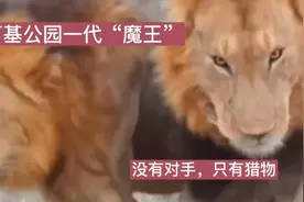 津巴布韦顶级王者，一生战迹无数，最后却成为人类的装饰品！视频封面