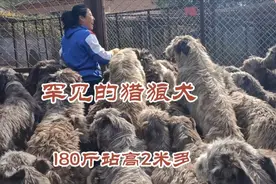 一大群重180斤站着高2米多的猎狼犬 ，一同奔跑抢食 ，能什么样视频封面