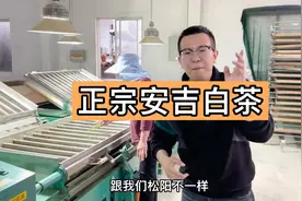 大鹏来到了安吉，收下茶农的22斤头采白茶，茶叶很正宗人更是地道视频封面