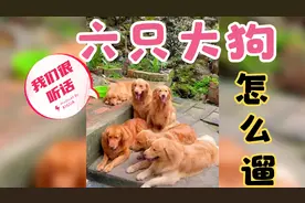 如果你养了六只大型犬，怎么出门遛它们？视频封面