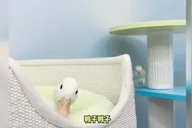 我被鸭子上了一课！视频封面