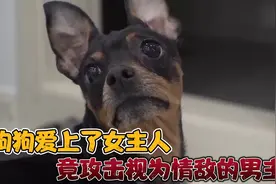 一只小狗，竟然爱上了女主人，还会攻击视为情敌的男主人