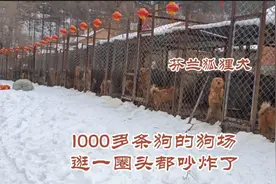 进1000多条狗的狗场，看养哪几种狗，狗场里太热闹了视频封面